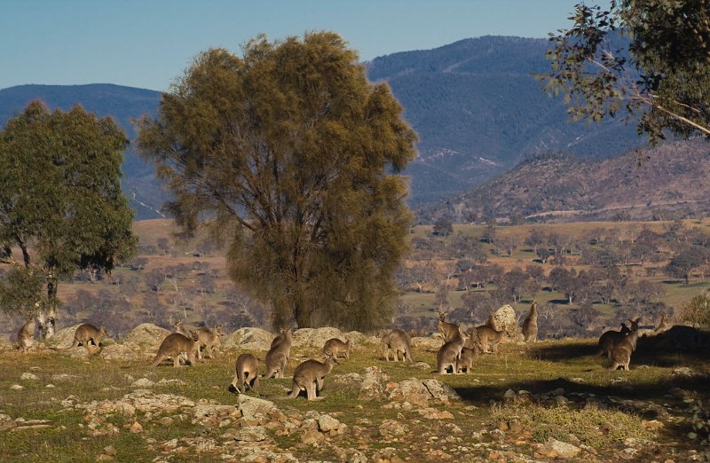 rooscape 2.jpg